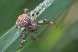 <p>KŘIŽÁK ČTYŘSKVRNNÝ (Araneus quadratus) ---- /Four-spot orb-weaver - Vierfleckkreuzspinne/</p>